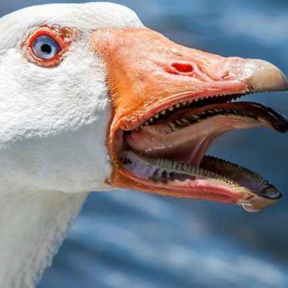 Meet your Posher, T.c. - Picture 1 of 1